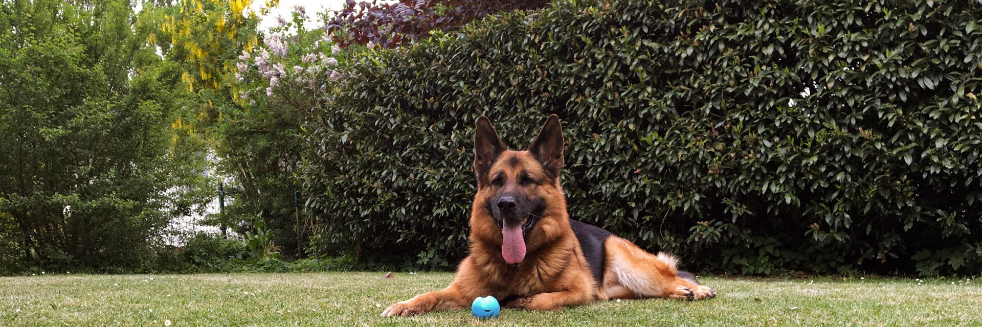 Schimmelsuchhund Bayern - TÜV geprüfte Beratung – Schimmelsuchhund Bayern